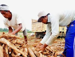 Permintaan Tapioka Dunia Anjlok, Tren Harga Singkong Nasional Akan Terus Turun, Petani Diminta Bersiap