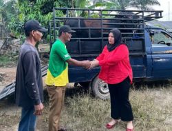 Anggota DPRD Lampung Ferliska Berikan Hewan Qurban untuk Desa Raman Fajar