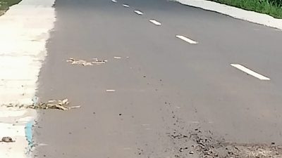 Baru Selesai, Jalan Gedong Dalam–Kota Gajah Rp 2 Miliar Sudah Rusak 