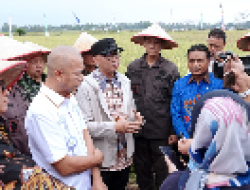 Panen Raya di Trimurjo, Lampung Siap Jadi Garda Terdepan Ketahanan Pangan Nasional