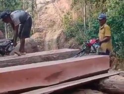 Video Dugaan Pembalakan Liar di Pesisir Barat Viral, Warga Khawatir Terjadi Bencana