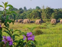 Solusi Permanen Konflik Satwa, Presiden Dorong Perlindungan Way Kambas