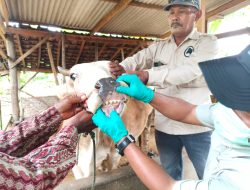 Pengendalian PMK Diperkuat, Pemprov Lampung Genjot Vaksinasi dan Edukasi Peternak Jelang Iduladha 2026